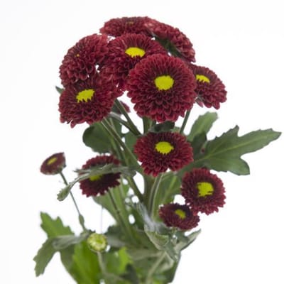 25x Chrysant san.purpetta red 50cm