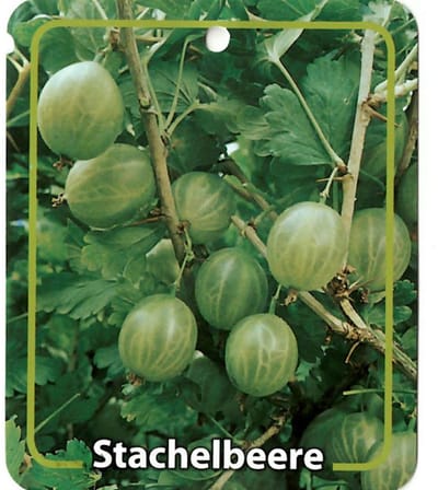 Oosterik home - Ribus Uva-Crispa Grune Stachelbeere