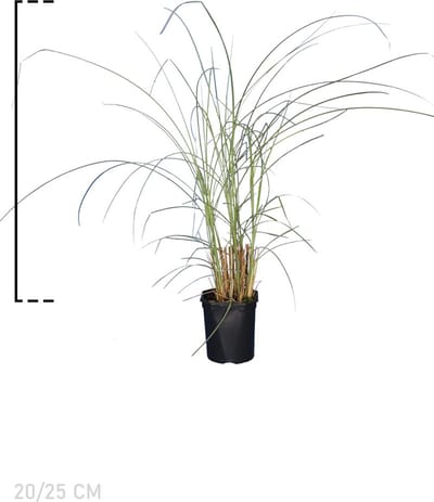 Plants Online - Tuinplanten - Siergrassen - Prachtriet ‘Morning Light’ - Pot 20-25 cm - set van 10 - Groeit opgaand - Weinig onderhoud - Zeer winterhard