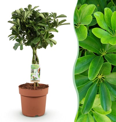 Plantenboetiek.nl | Green is... Schefflera Nora - Vingerboom - Weinig onderhoud - Groen - Ø21cm - 70-82cm hoog - Kamerplant - Groenblijvend