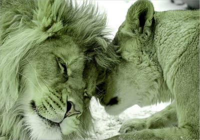 Fotobehangkoning - Behang - Vliesbehang - Fotobehang Leeuwen - Lion Tenderness (Green) - 150 x 105 cm