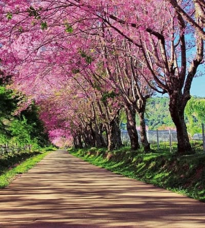 Fotobehang - Blossom Alley 225x250cm - Vliesbehang