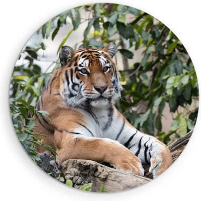 Saammp Muurcirkel Hout - Tijger op boomstronk - Natuur - Dieren - Ø 90 - Wandcirkel - Wanddecoratie Cirkel - muurdecoratie Woonkamer - Slaapkamer decoratie - Rond Schilderij