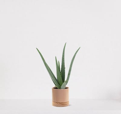Aloë Vera in sierpot Emma wood taupe – vetplant – eenvoudig te onderhouden - 35-45cm - Ø13 – geleverd met plantenpot – vers uit de kwekerij