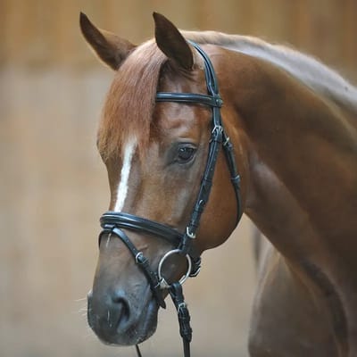 Anatomisch hoofdstel Kavalkade Quentin