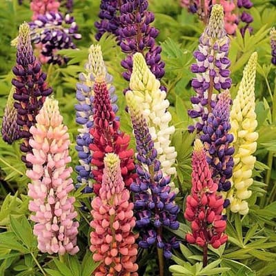 Lupine zaden - Russel Hybrids gemengd