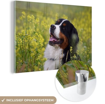 ® Glasschilderij 180x120 cm - Schilderij acrylglas - Een Berner Sennenhond tussen de gele bloemen - Foto op glas - Muurdecoratie woonkamer - Wanddecoratie slaapkamer - Schilderijen