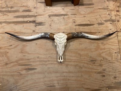 Longhoorn skull uit Bali - Longhoorn - Skull - Longhorn - Buffalo - Buffelschedel - Ibiza Skull - Muurdecoratie - Wanddecoratie - Bali - Wit - 150 cm