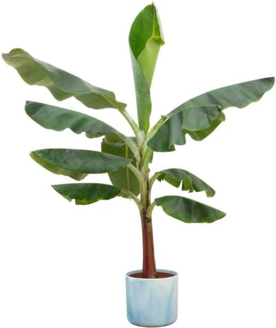 Combi deal - Bananenplant (Musa) inclusief Ocean Round atlantisch blauw Ø22 - 120 cm