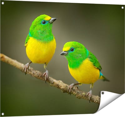 Gards Tuinposter Twee Groen Gele Zangvogels op een Tak - 100x80 cm - Tuindoek - Tuindecoratie - Wanddecoratie buiten - Tuinschilderij