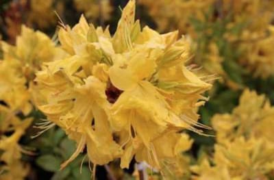 Azalea knaphill geel - jaune 40 - 50 cm in pot