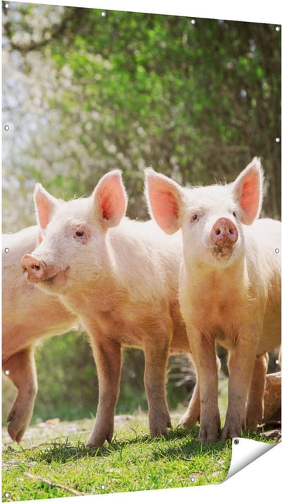 Gards Tuinposter Groep Jonge Varkens - 120x180 cm - Tuindoek - Tuindecoratie - Wanddecoratie buiten - Tuinschilderij
