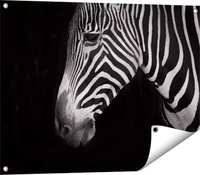 Gards Tuinposter Zebra Kop vanaf de Zijkant - Zwart Wit - 80x60 cm - Tuindoek - Tuindecoratie - Wanddecoratie buiten - Tuinschilderij