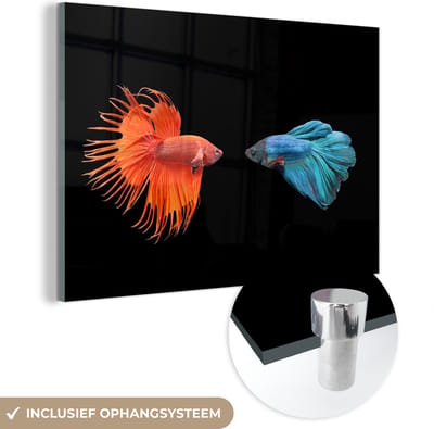 MuchoWow® Glasschilderij 120x80 cm - Schilderij acrylglas - Vis - Wilde dieren - Zwart - Foto op glas - Schilderijen