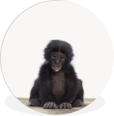Wandcirkel kinderen - Aap - Chimpansee - Dieren - Kinderkamer decoratie - Muurcirkel - Slaapkamer decoratie - 90x90 cm - Kunststof