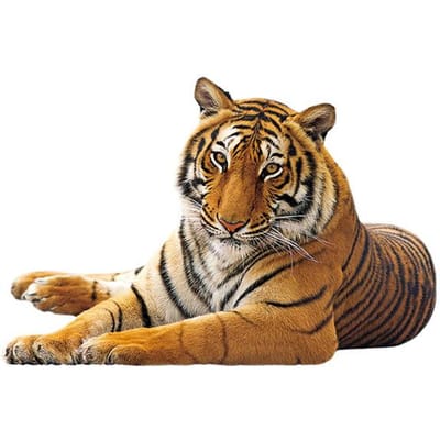 Tropische wilde tijger muurstickers Handgeschilderde dieren tijger muurstickers Woonkamer veranda achtergrond muurdecoratie poster stickers brown