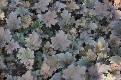 6x Damastbloem - Heuchera hybr. 'Binoche' | 9x9 cm pot