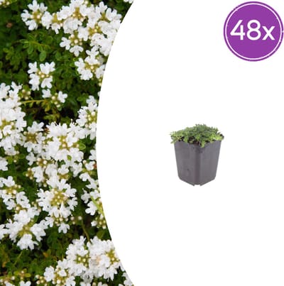 Tuinplantenshop.com | Thymus praecox 'Albiflorus' | 48 stuks - Ø9cm - 10-25cm hoog - Tuinplant