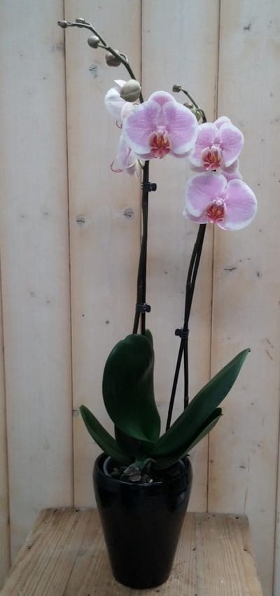 Warentuin natuurlijk - Orchidee Phalaenopsis in zwart potje Waternt...