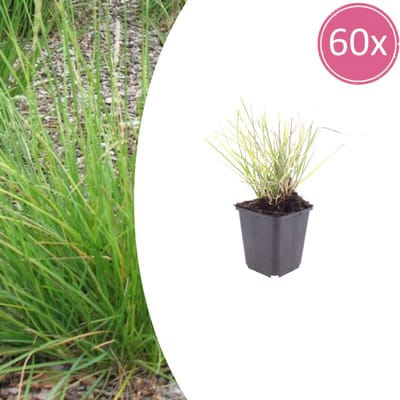 Tuinplantenshop.com | Sesleria autumnalis | 60 stuks - Ø9cm - 10-25cm hoog - Tuinplant