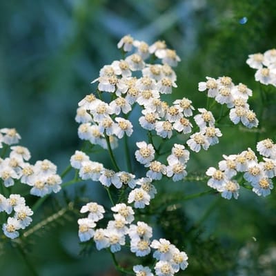 Knikkend duizendblad (Achillea ptarmica) - The Pearl - Wilde Bertram (Potplant) - Vaste planten - Geurend - Groenblijvend