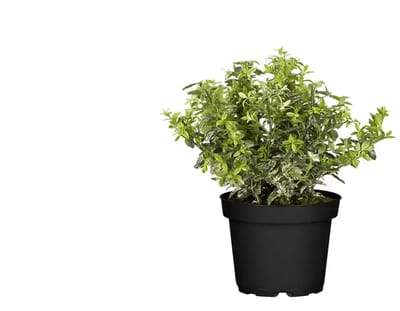 JUNAVERA Euonymus fortunei 'Harlequin' | bontbladige wintergroene bodembedekker | 12 cm pot | 25 cm hoog