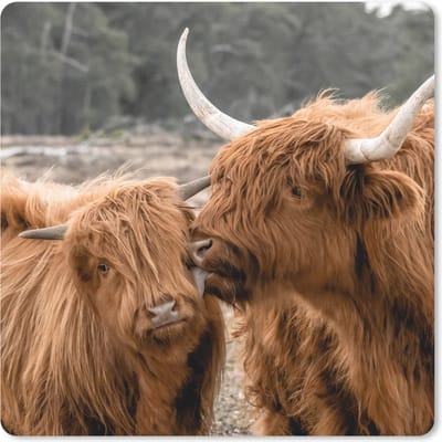 Muismat 20x20 cm - Mousepad Schotse hooglander - Koe - Dieren - Muismatten