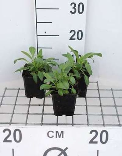 6x Spoorbloem - Centranthus ruber 'Albus' | 9x9 cm pot
