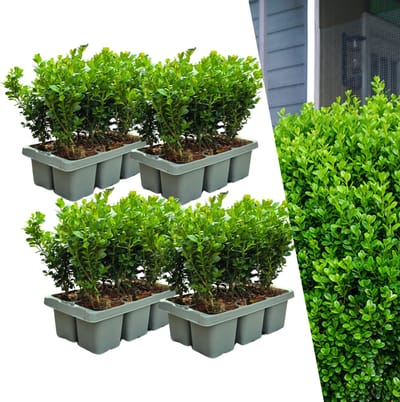 Buxus NewGen Freedom – Set van 24 Sterke Buxusplanten (ca. 15 cm hoog) | Weerbaar tegen buxusmot | Geschikt voor hagen en vormsnoei