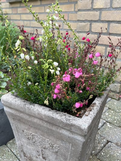 Exclusieve heide mix - 10 Stuks - Erica & Calluna - P10.5 - Plant - Tuinplant