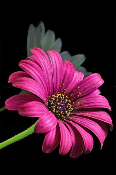 Diamond Painting Paarse Bloem