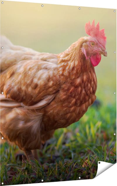Gards Tuinposter Kip in het Gras - 120x160 cm - Tuindoek - Tuindecoratie - Wanddecoratie buiten - Tuinschilderij