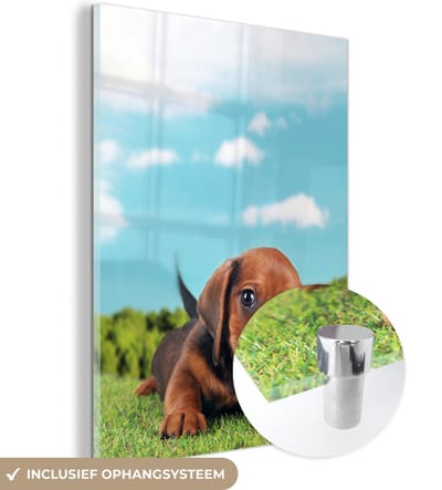 ® Glasschilderij 120x160 cm - Schilderij acrylglas - Prachtige lucht boven een schattige Teckel puppy - Foto op glas - Muurdecoratie woonkamer - Wanddecoratie slaapkamer - Schilderijen