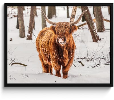 Poster in lijst - Fotolijst 70x50 cm - Posters - Schotse Hooglander - Sneeuw - Winter - Natuur - Dieren - Posterlijst zwart - Decoratie - Wanddecoratie woonkamer - Muurdecoratie slaapkamer