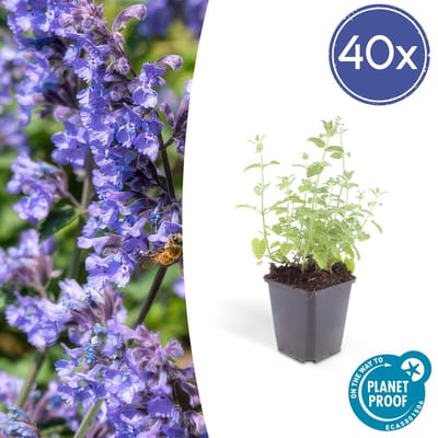 Green Harmony| Nepeta 'Six Hills Giant' - 25cm - Ø9cm - 6x