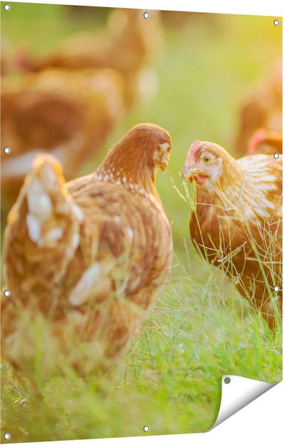 Gards Tuinposter Kippen op het Gras - 90x120 cm - Tuindoek - Tuindecoratie - Wanddecoratie buiten - Tuinschilderij
