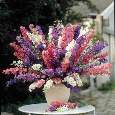 Sluis Garden - Ridderspoor Imperial Mix, dubbelbloemig (Delphinium)