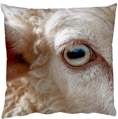Sierkussens - Kussentjes Woonkamer - 50x50 cm - Schaap - Oog - Wit