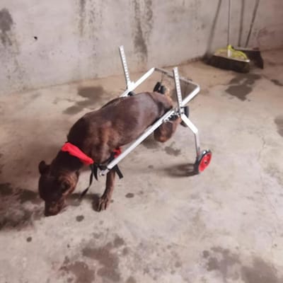 Hondenrolstoel - Mobiliteitshulp hond - Ondersteunen bij lopen - Verstelbare breedte hoogte - 4 wielen - Zilver