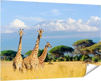 Gards Tuinposter Drie Giraffes in de Savanne - 150x100 cm - Tuindoek - Tuindecoratie - Wanddecoratie buiten - Tuinschilderij