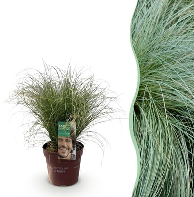 Plantenboetiek.nl | Siergrassen - Carex comans Frosted Curls - Groenen - Groenblijvend - Winterhard - Ø17cm - 40-50cm hoog - Tuinplant