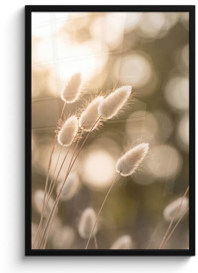 Poster in lijst - Fotolijst 60x90 cm - Posters - Hazestaartgras - Wit - Zonlicht - Posterlijst zwart - Decoratie - Wanddecoratie woonkamer - Muurdecoratie slaapkamer