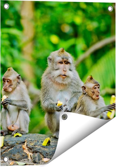 Gards Tuinposter Groep Apen Eten Bananen in het Bos - 40x50 cm - Tuindoek - Tuindecoratie - Wanddecoratie buiten - Tuinschilderij