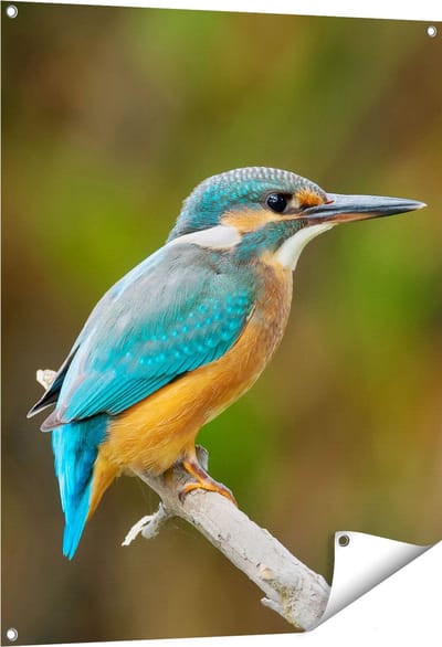 Gards Tuinposter Blauwe IJsvogel op een Tak - 80x100 cm - Tuindoek - Tuindecoratie - Wanddecoratie buiten - Tuinschilderij