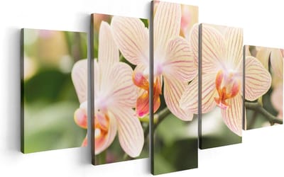 Artaza Canvas Schilderij Vijfluik Gestreepte Witte Orchidee Bloemen - 100x50 - Foto Op Canvas - Canvas Print