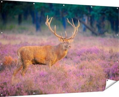 Gards Tuinposter Hert in de Weide tijdens Zonsondergang - 180x120 cm - Tuindoek - Tuindecoratie - Wanddecoratie buiten - Tuinschilderij