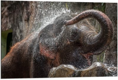 Dibond - Olifant Wast Zich - 90x60cm Foto op Aluminium (Met Ophangsysteem)