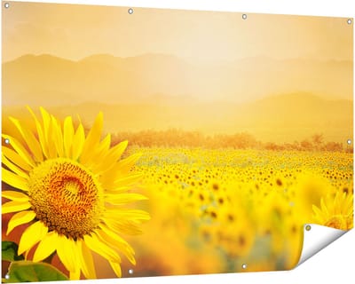 Gards Tuinposter Zonnebloemen Veld met Zonopkomst - 150x100 cm - Tuindoek - Tuindecoratie - Wanddecoratie buiten - Tuinschilderij