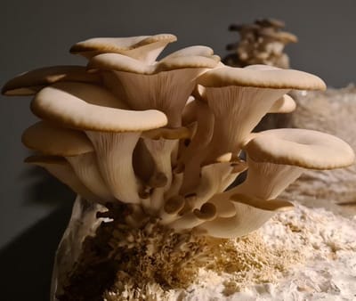Samzwam Grow Kit - Oesterzwam kweekset XL - Klaar voor gebruik - Zelf paddenstoelen kweken - DIY - 3 KG