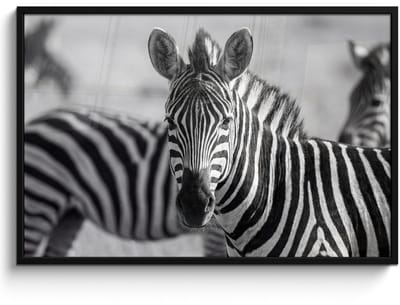 Poster in lijst - Fotolijst 120x80 cm - Posters - Zebra's - Zwart - Wit - Posterlijst zwart - Decoratie - Wanddecoratie woonkamer - Muurdecoratie slaapkamer